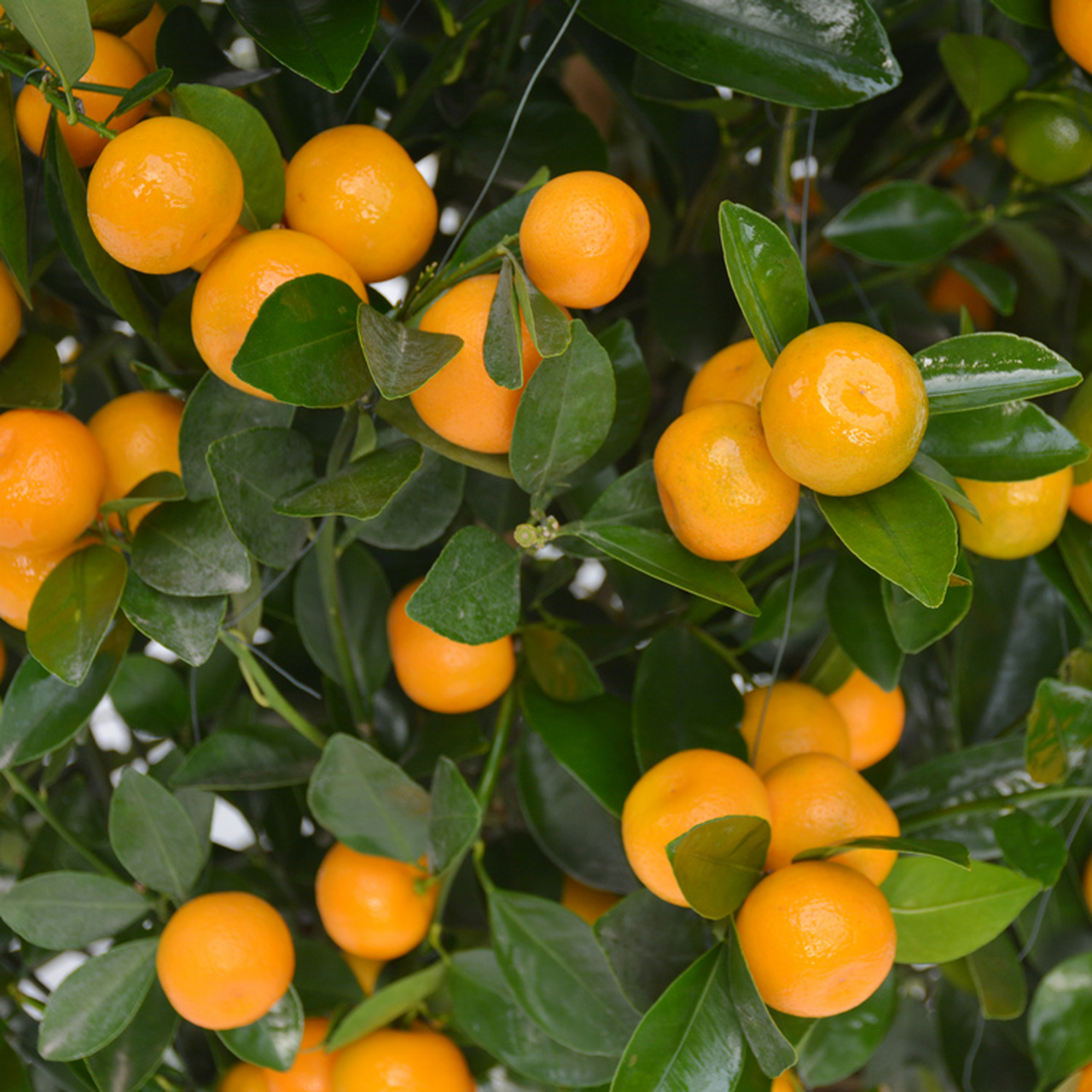 金桔# 金桔,又叫金橘,牛奶橘等,为芸香科植物金橘,金弹等的果实.11