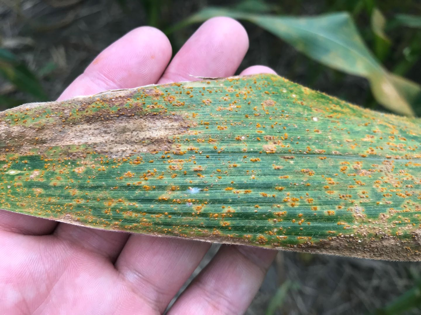 锈粉- 2020年最新商品信息聚合专区 - 百度爱采购