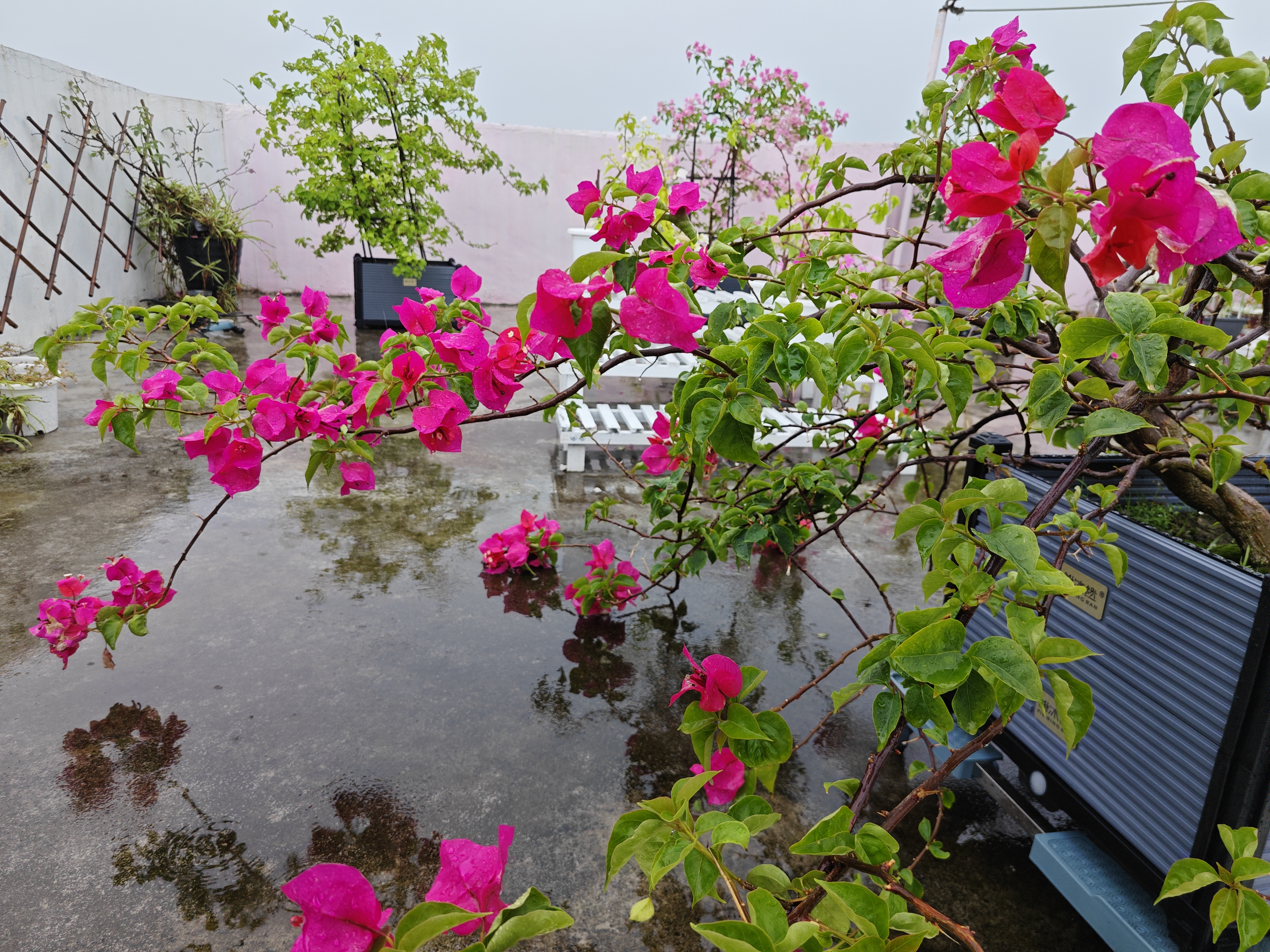 虽然雨水致使落花无数,但是雨中的花儿格外娇艳.