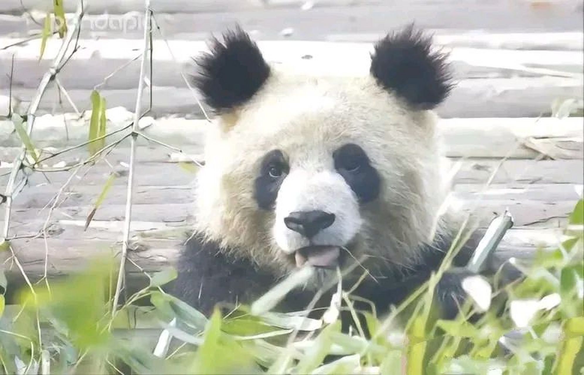 大熊猫圆润的哥哥园子,一只比乐宝还man的男熊,看着