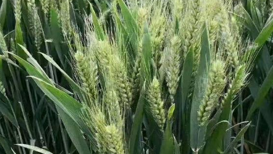 郑麦6687品种介绍