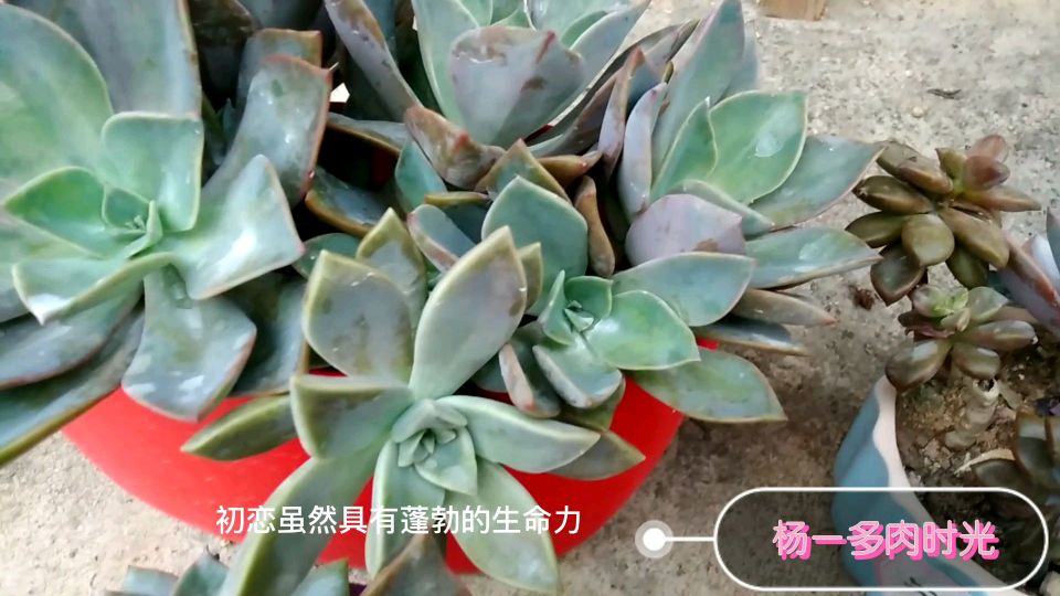 初恋,首先想到的是青春、美好、纯洁和懵懂!那多肉界的初恋呢?