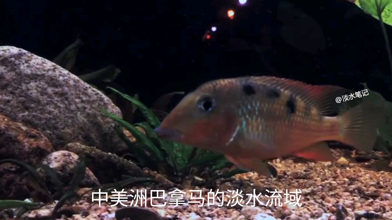 厚唇关刀,第二个因唇得名的食土鲷