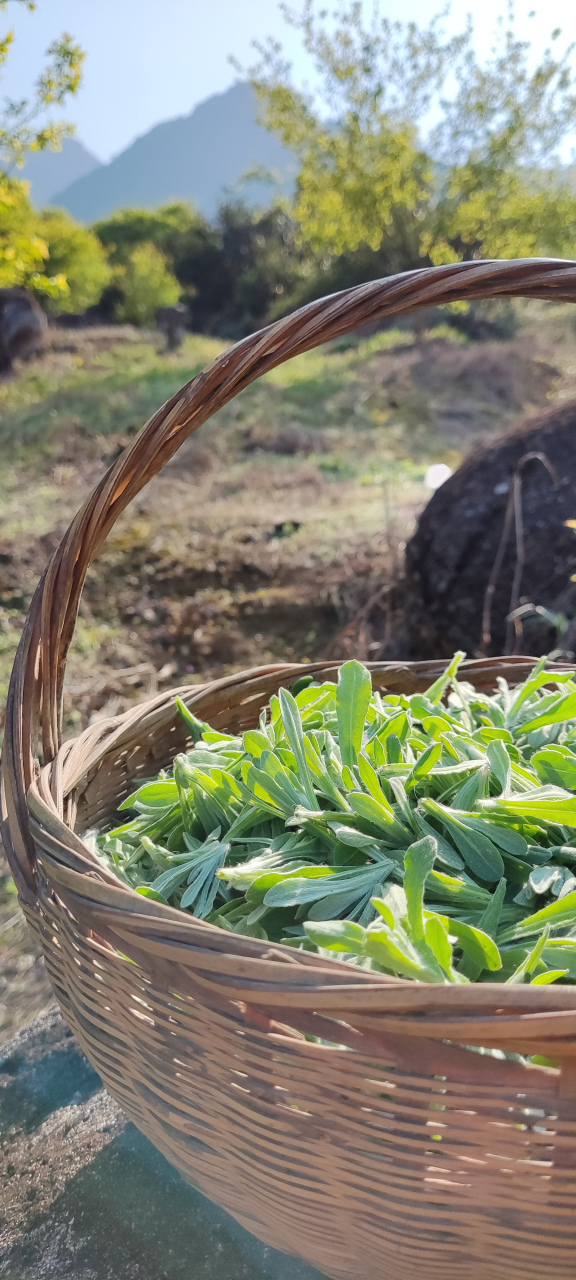 春天来了,也是摘野菜的季节