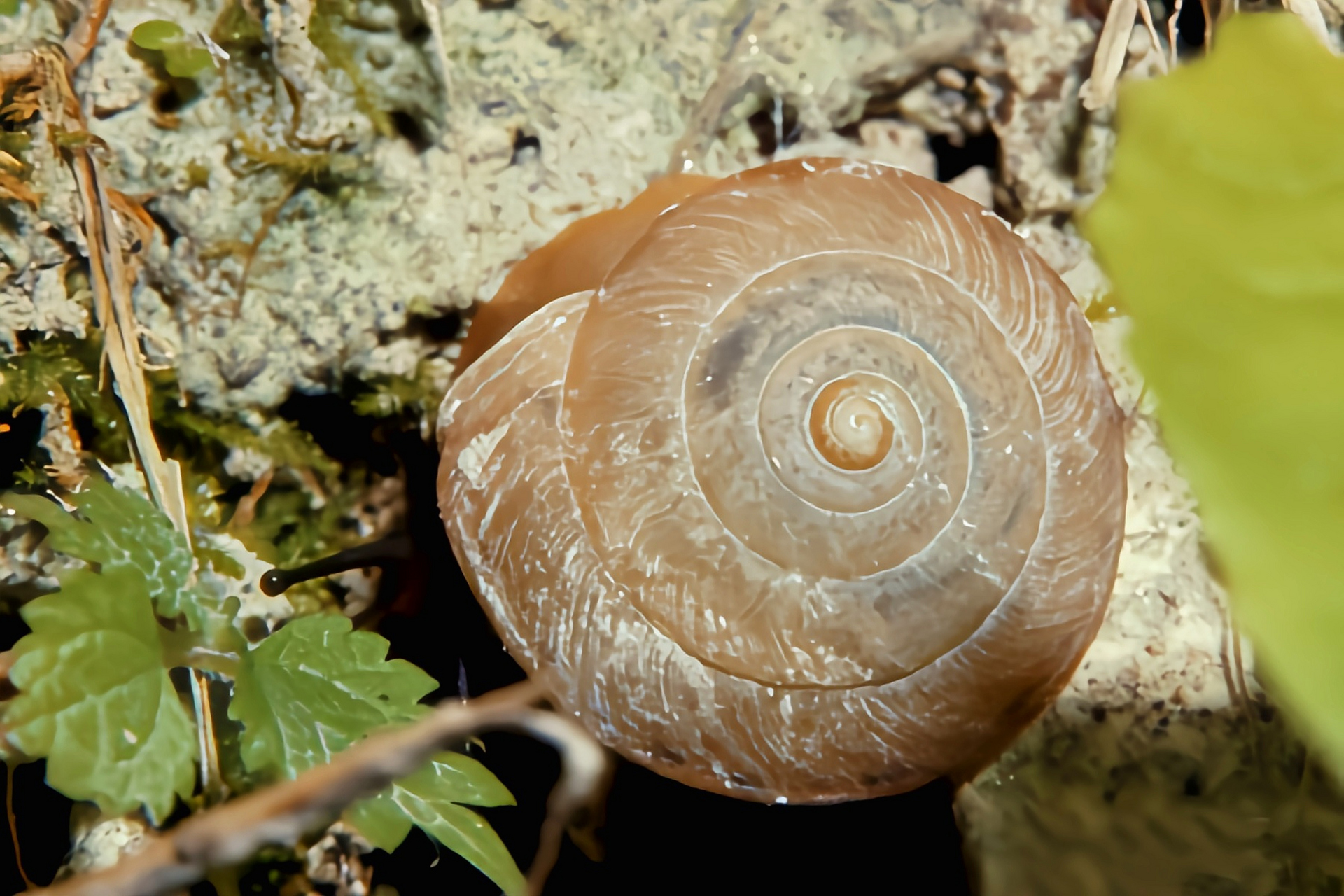 每天认识一种动物——蠕虫大脐蜗牛 蠕虫大脐蜗牛分布于我国江苏,浙江