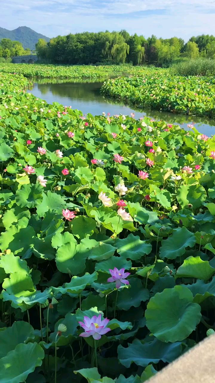 湘湖旅游度假区荷花花海美景欣赏