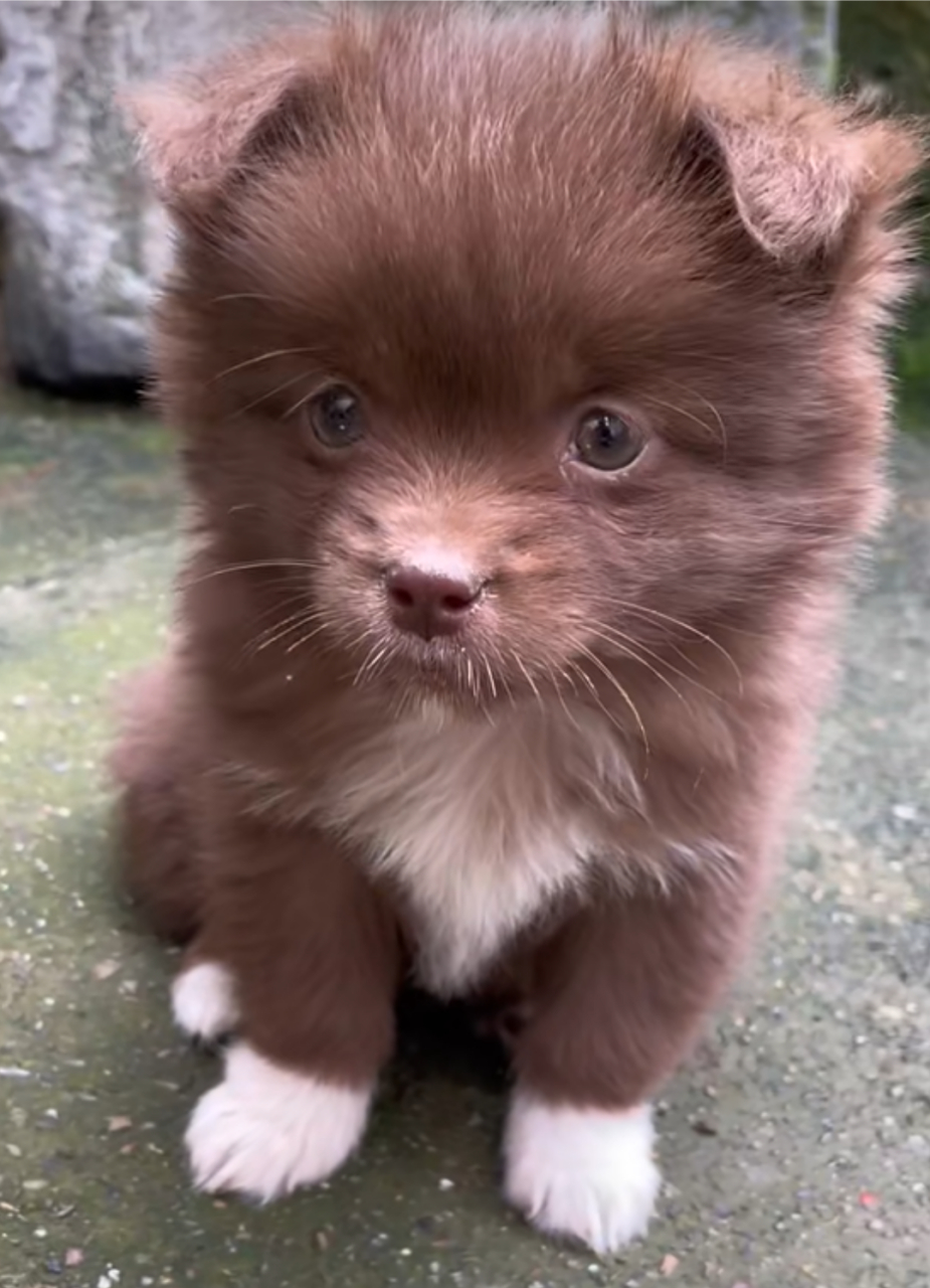 哈哈哈,好可爱的小奶狗啊,这毛色好漂亮!#狗狗