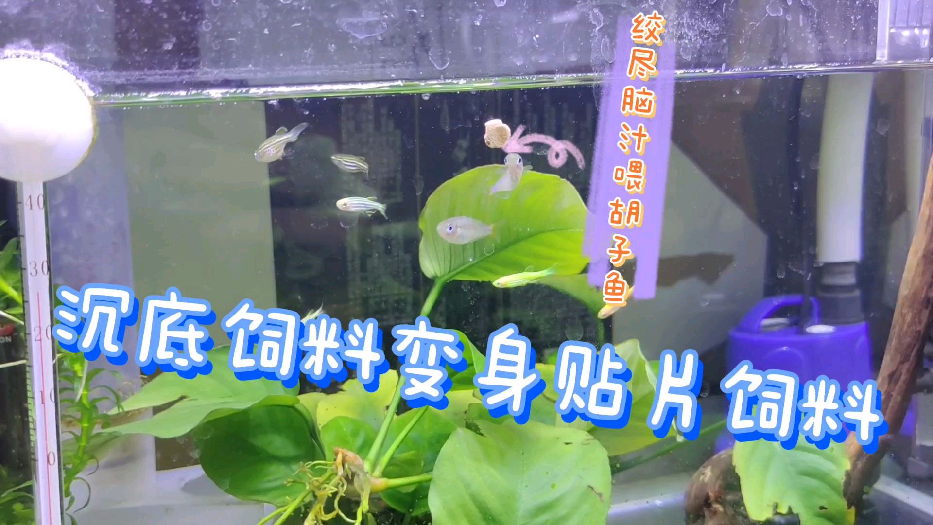 绞尽脑汁给黄金胡子鱼喂食,把沉底饲料变贴片饲料,其实关灯就好
