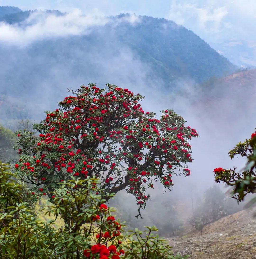 高黎贡山的三月杜鹃别样红