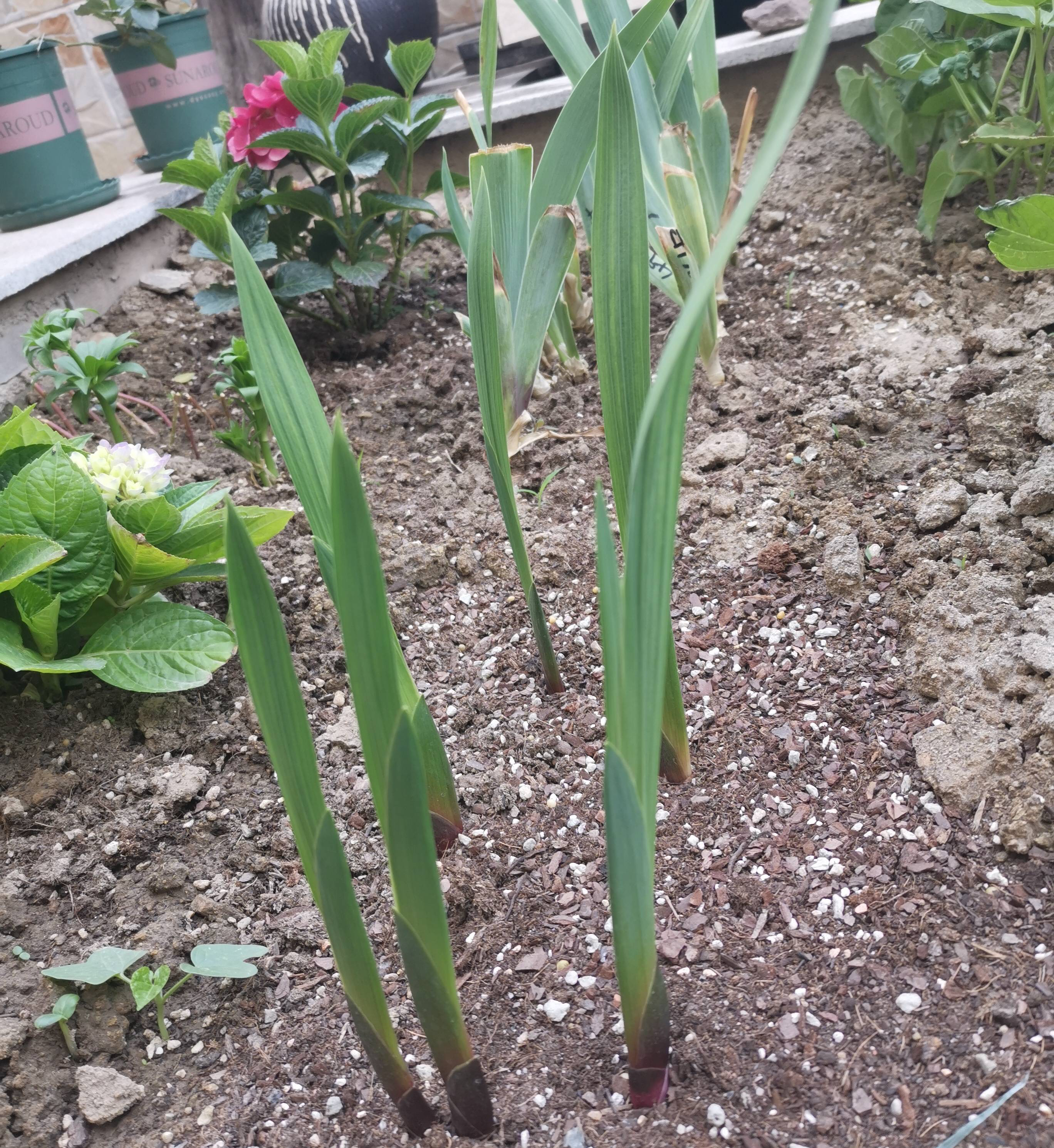 3种球茎花卉,养庭院不错,很好养花型也很美,观赏价值高