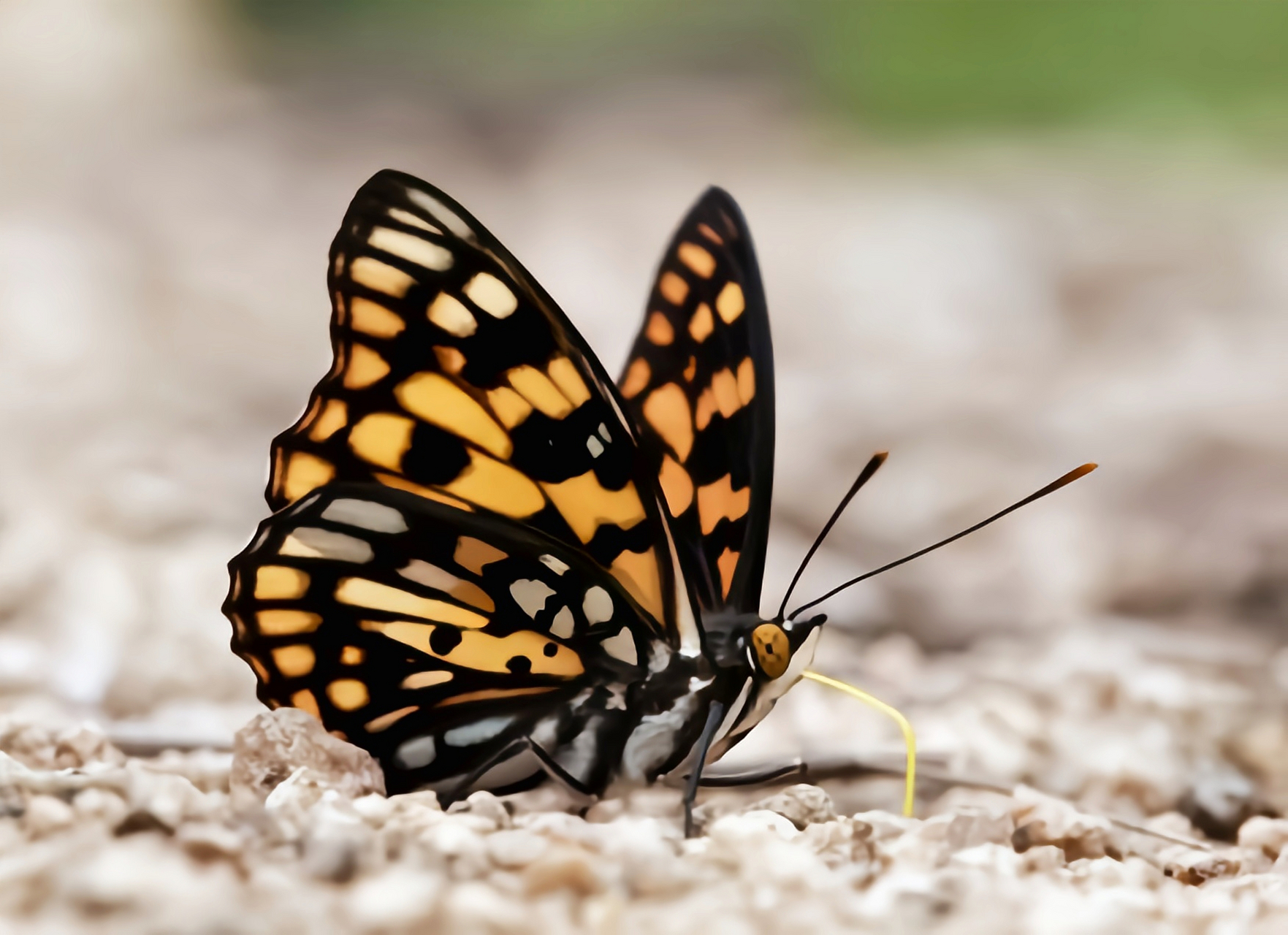 每天认识一种昆虫——黄帅蛱蝶 黄帅蛱蝶是中大型蝴蝶,翅展5-8厘米.