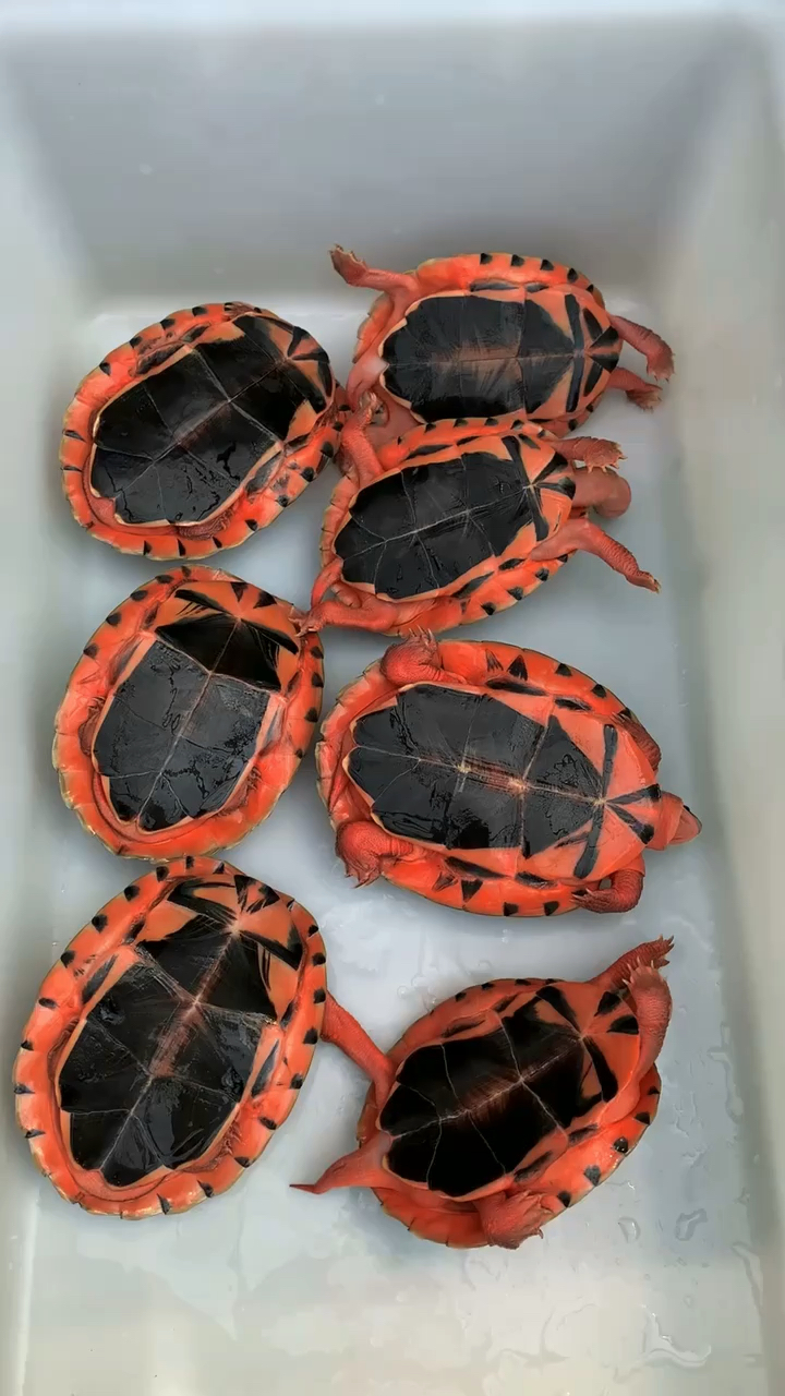 极品红金钱龟大米碌,有米有米,广东人最爱的大米碌!