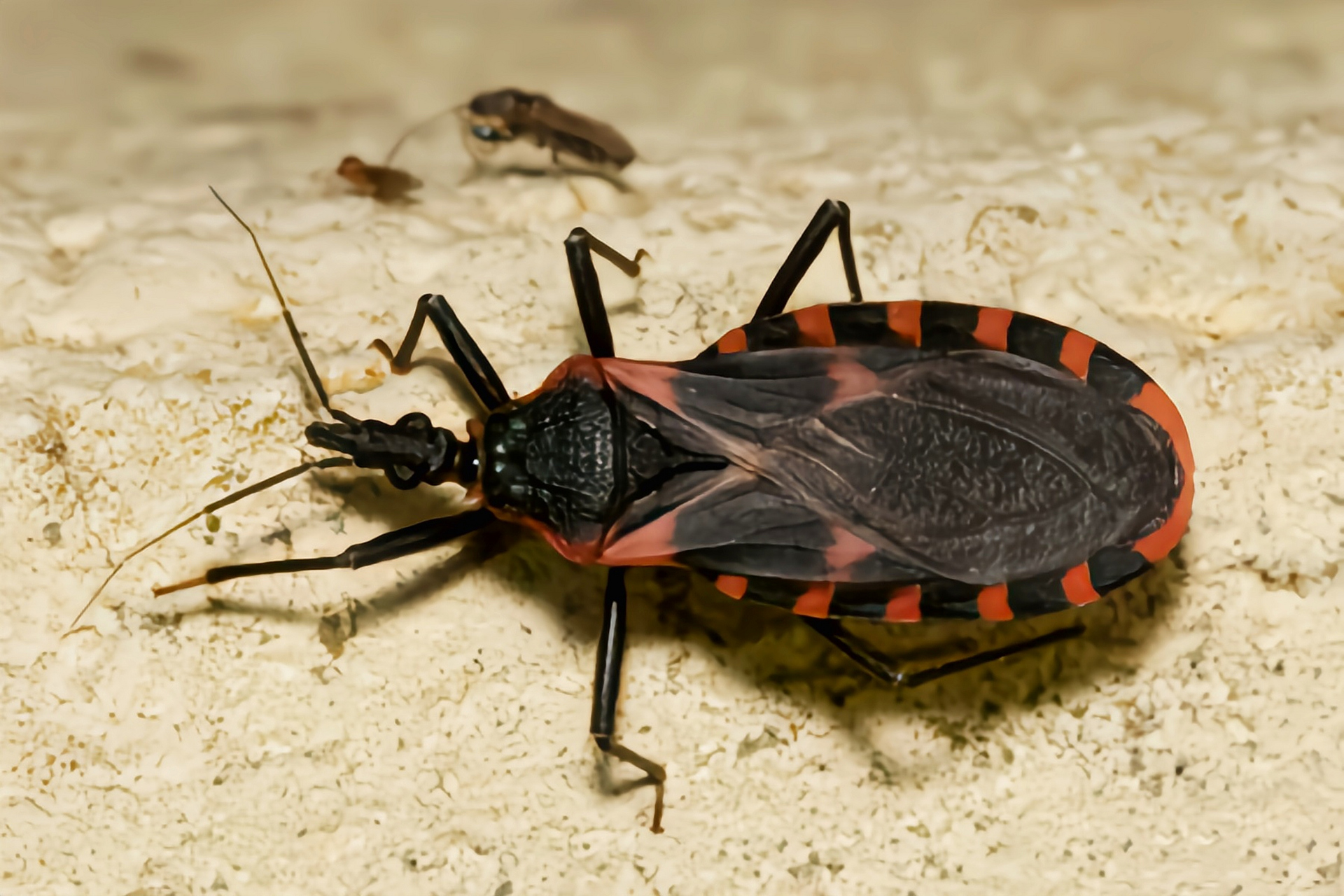 南美锥蝽又名接吻虫,是半翅目,猎蝽科,锥蝽属昆虫,原产于南美洲,以