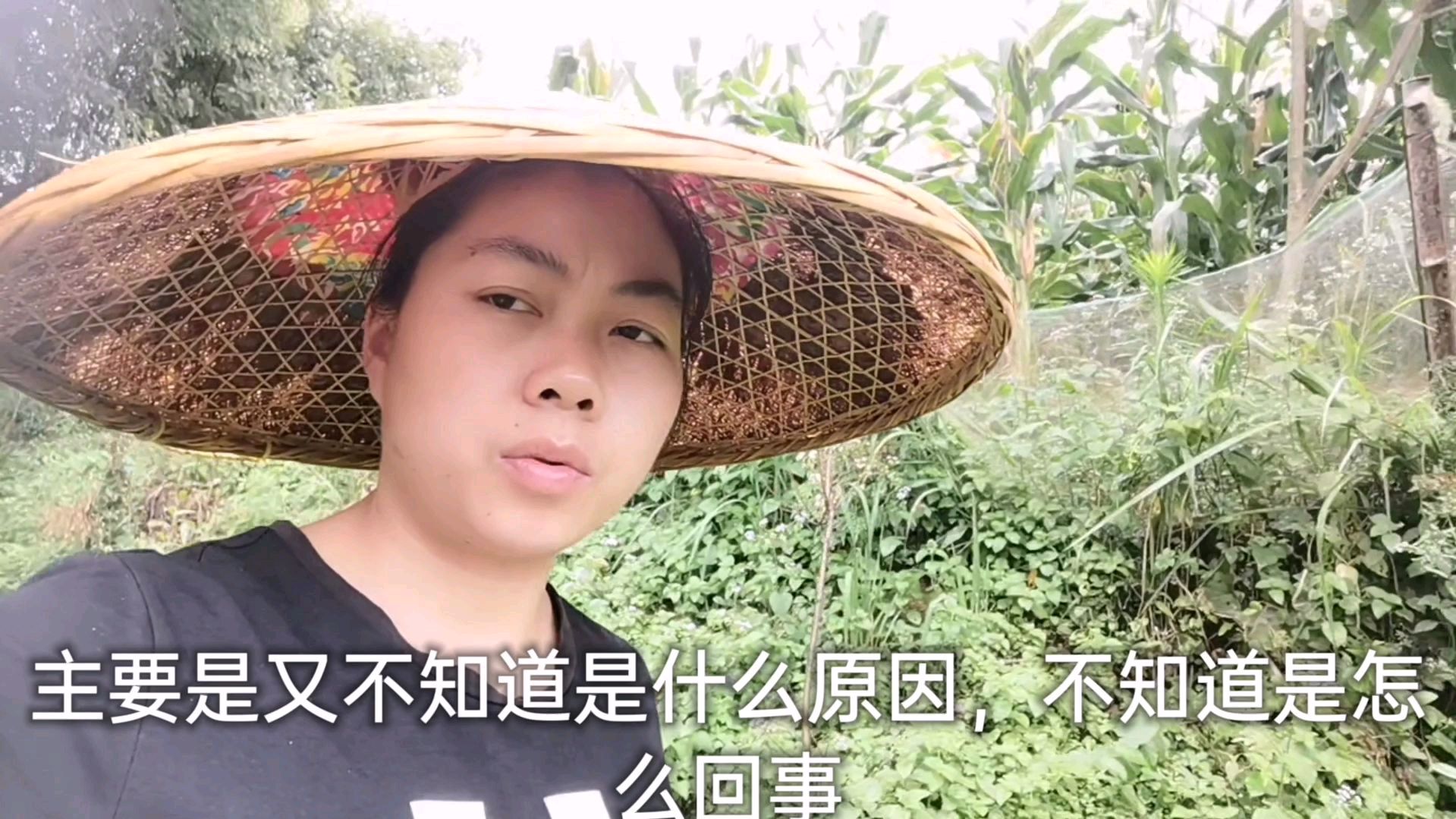 电孵的一百来只鸡,如今只剩十几只,二熊看着着急