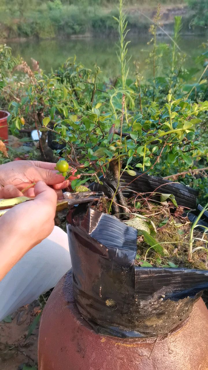小叶小果金弹子