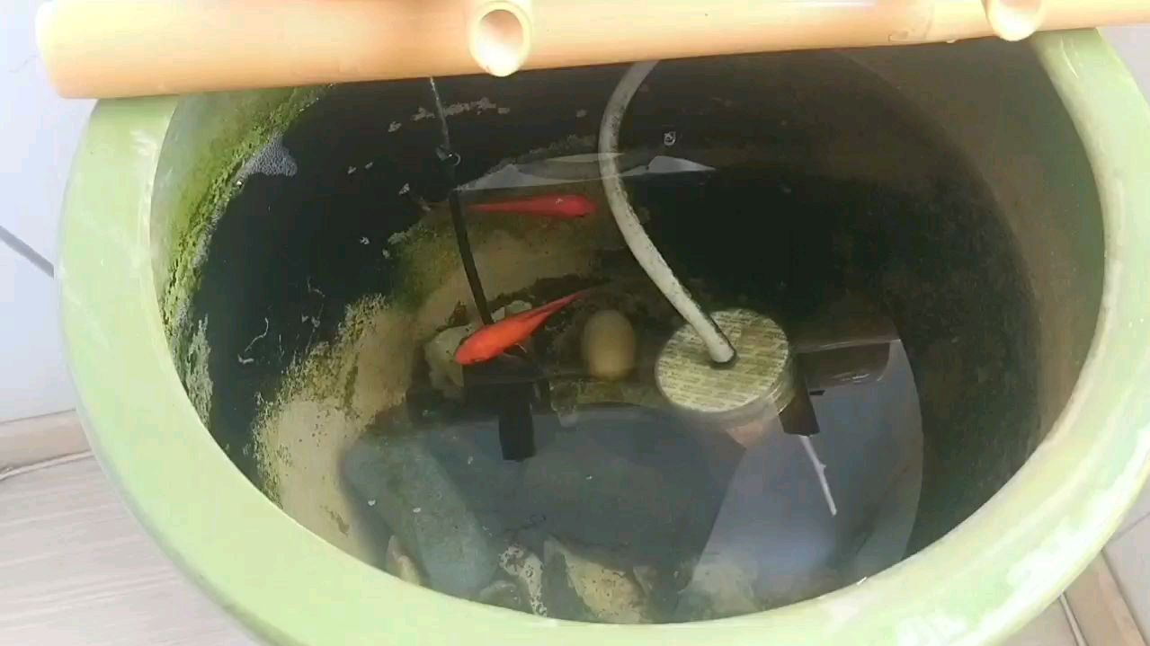 花盆让我改成鱼缸了好看吗