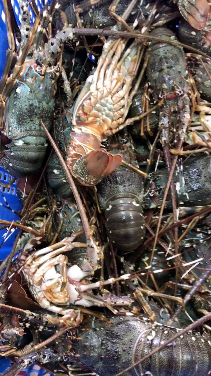 青龙虾 海鲜水产