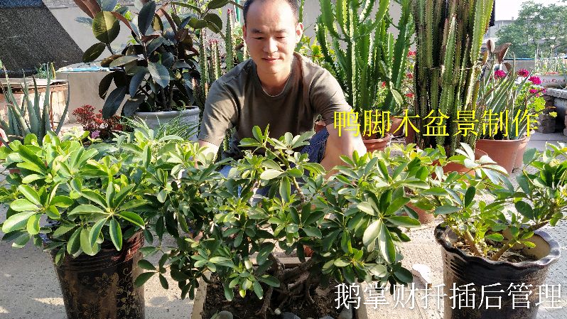 扦插的鸭脚木后期如何管理?修剪50天看到这成果,小侯很是开心