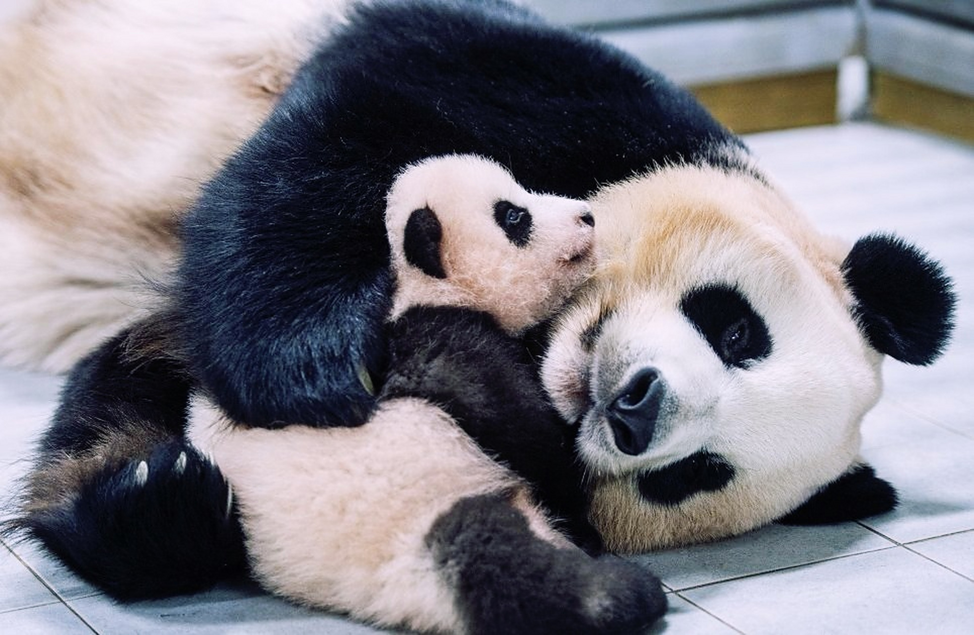 大熊猫# 爱宝和妈妈新妮,爱宝和女儿福宝,我们称之为"爱的传承".