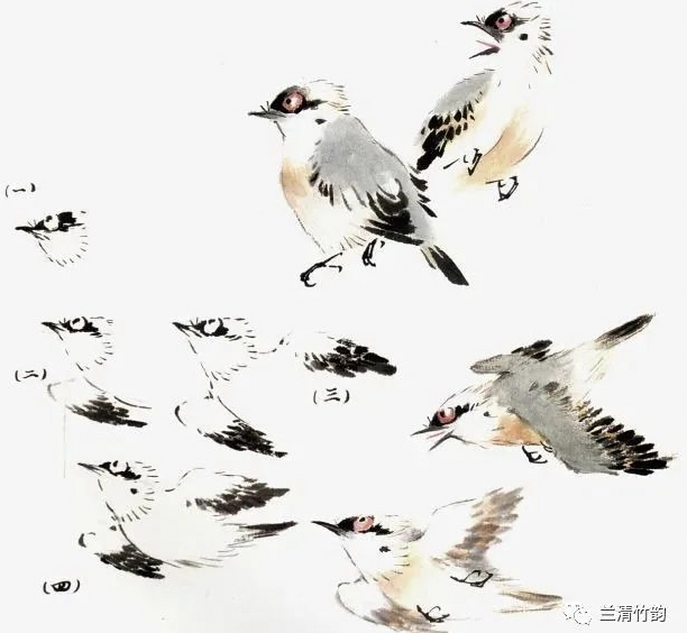 国画小写意,白头翁的不同画法,赶紧收藏起来,临摹练习[心]