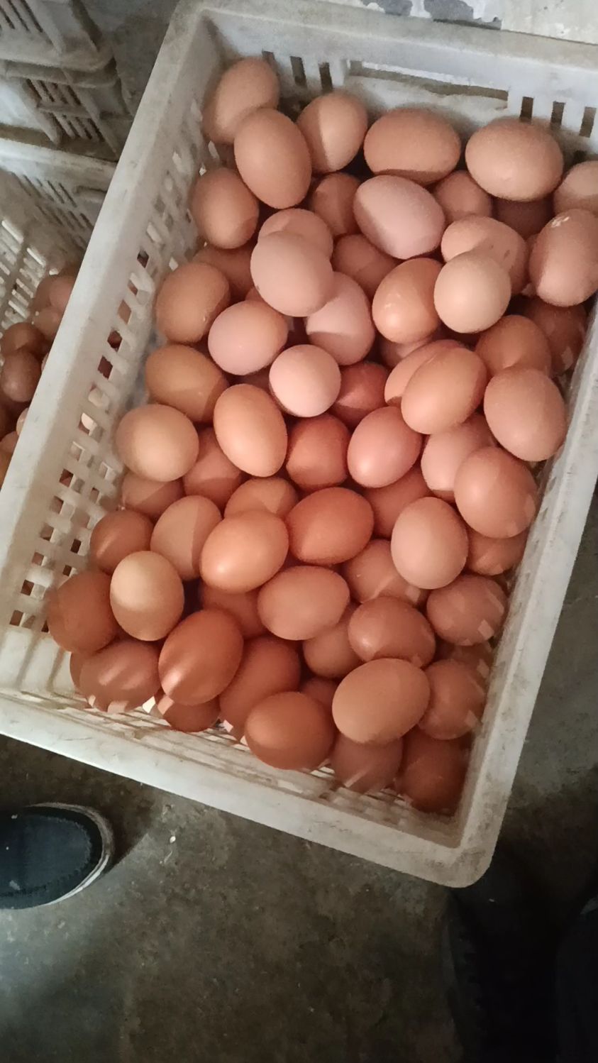 卖十几年鸡蛋,今天这一筐都是双黄蛋.