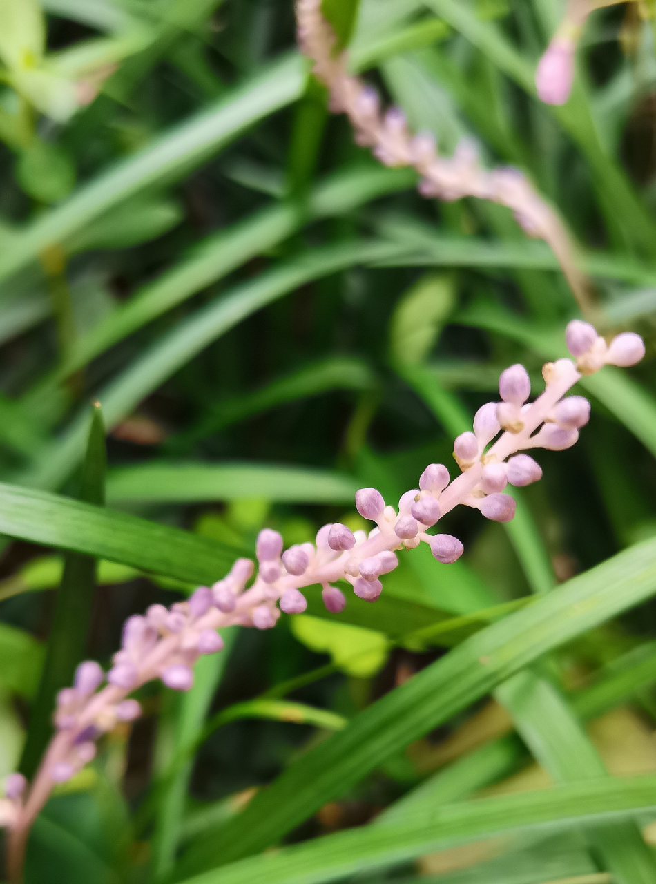 中药块根植物大全图片图片