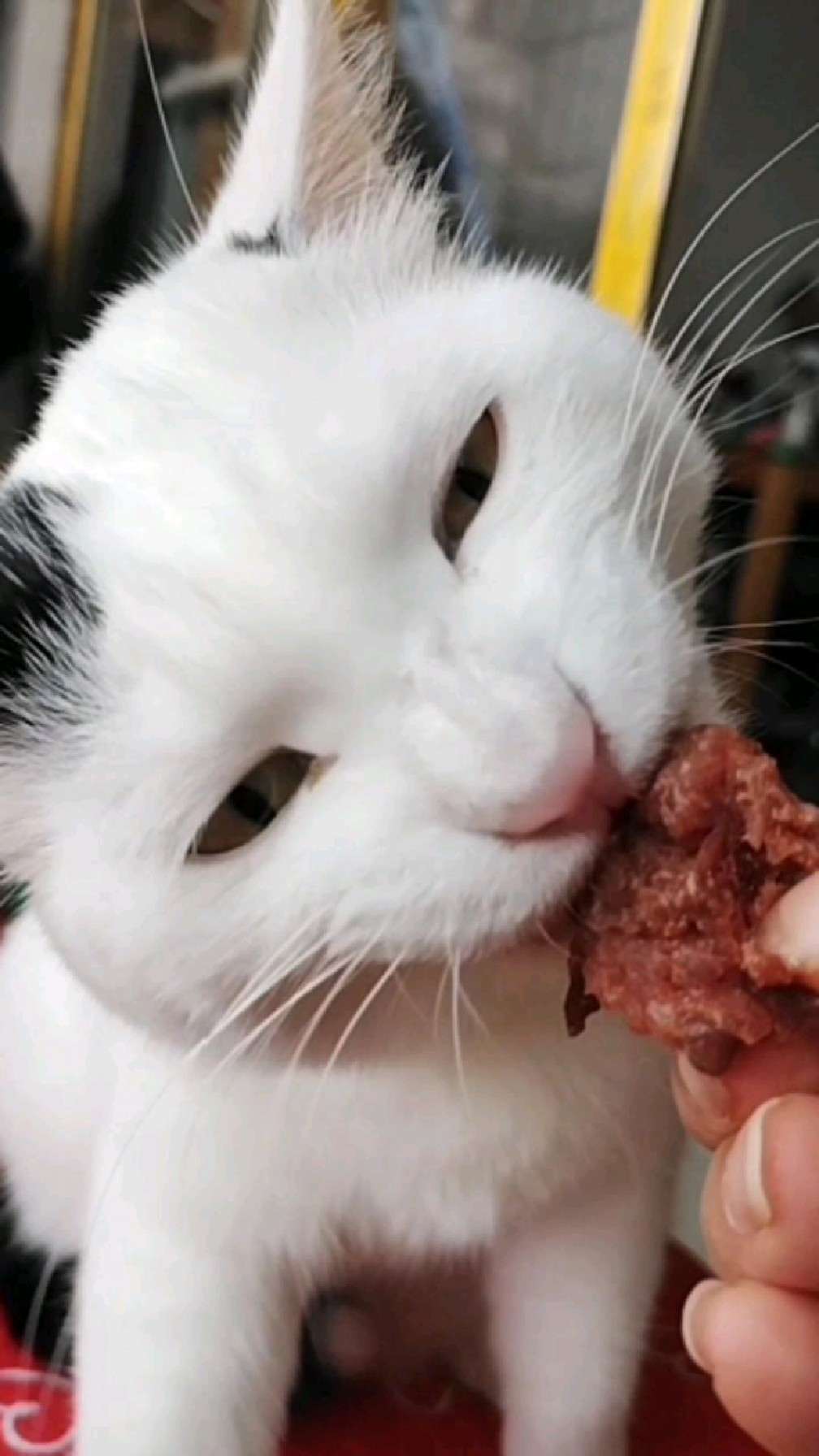 吃肉了表情咋这么好玩儿呢!