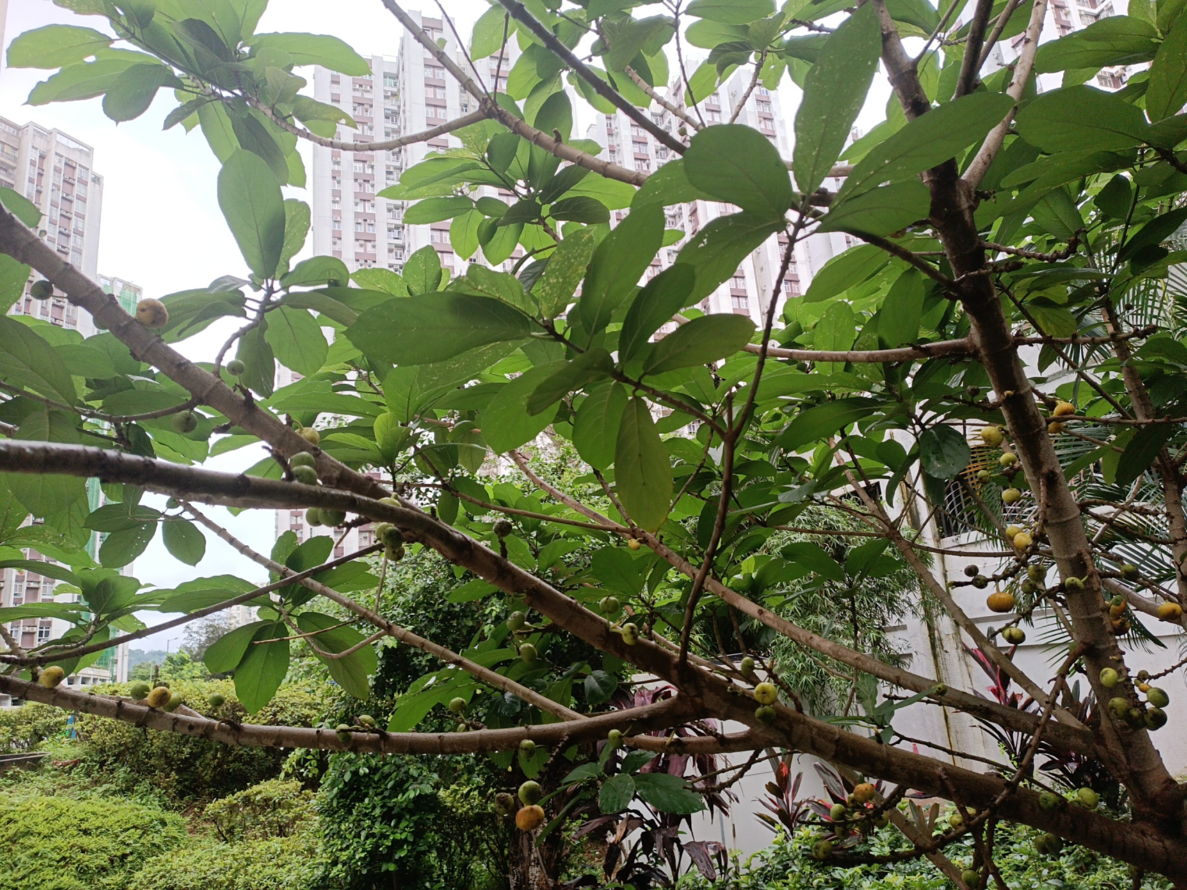 牛奶树  这树上结着疙疙瘩瘩的像无花果一样的果实,但是叶子全然不是