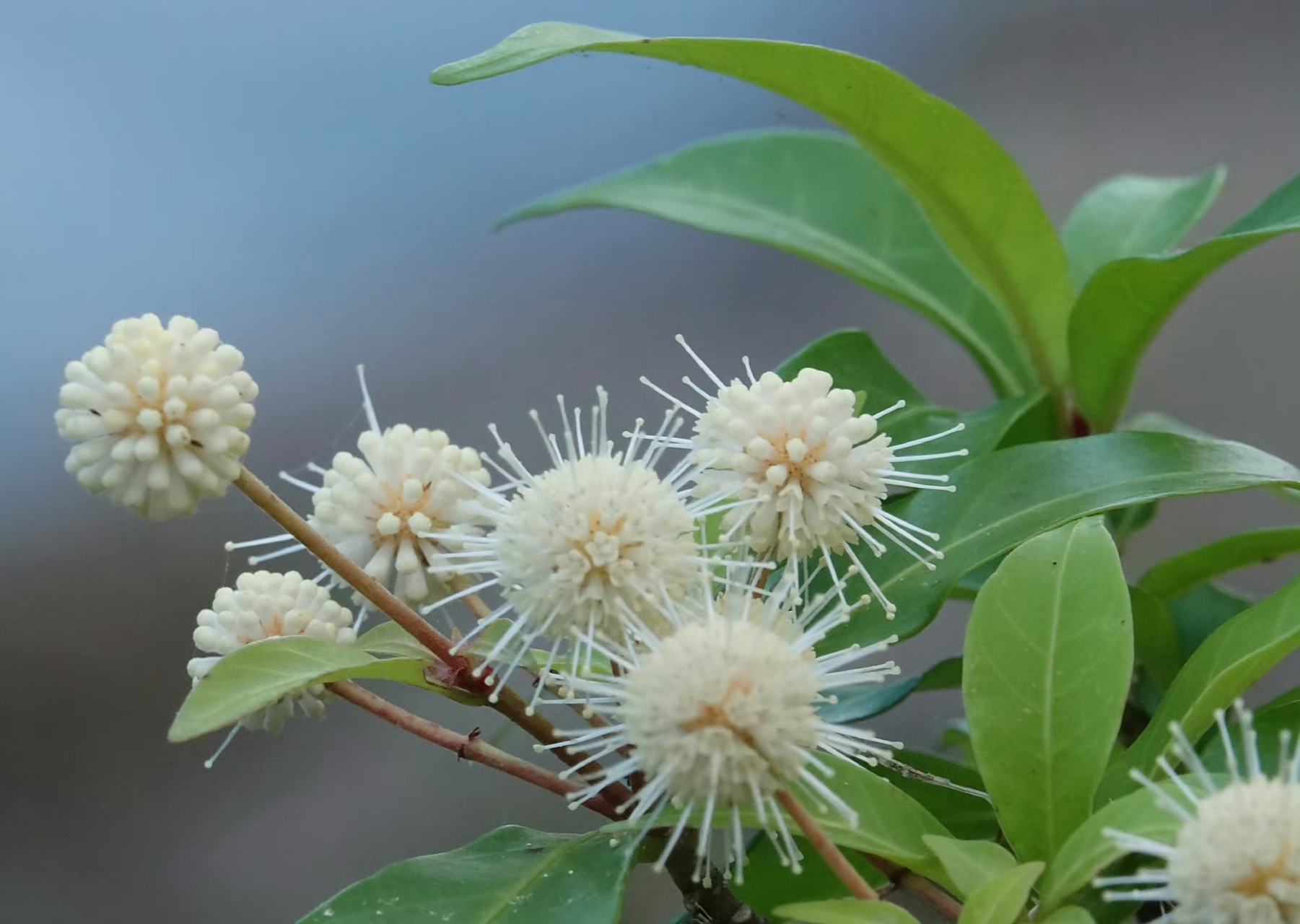水团花,茜草科水团花属,思念是一缕温暖的阳光,期盼是一阵温和的春风