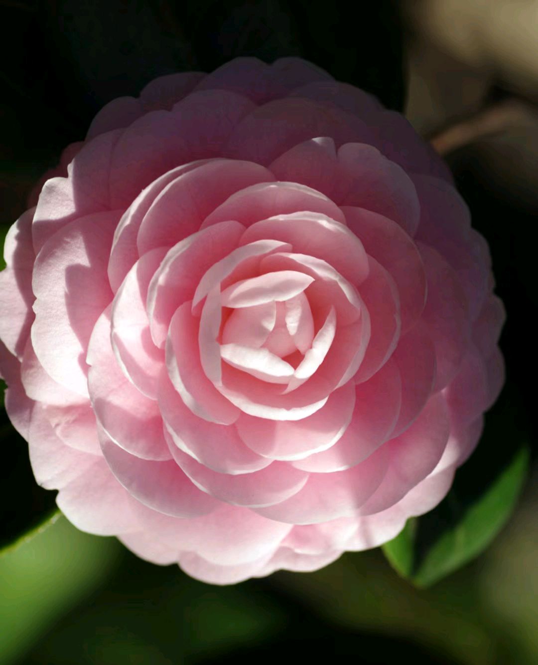 我似乎明白了为什么有那么多人喜欢上茶花了,粉粉嫩嫩的,又有多少人能