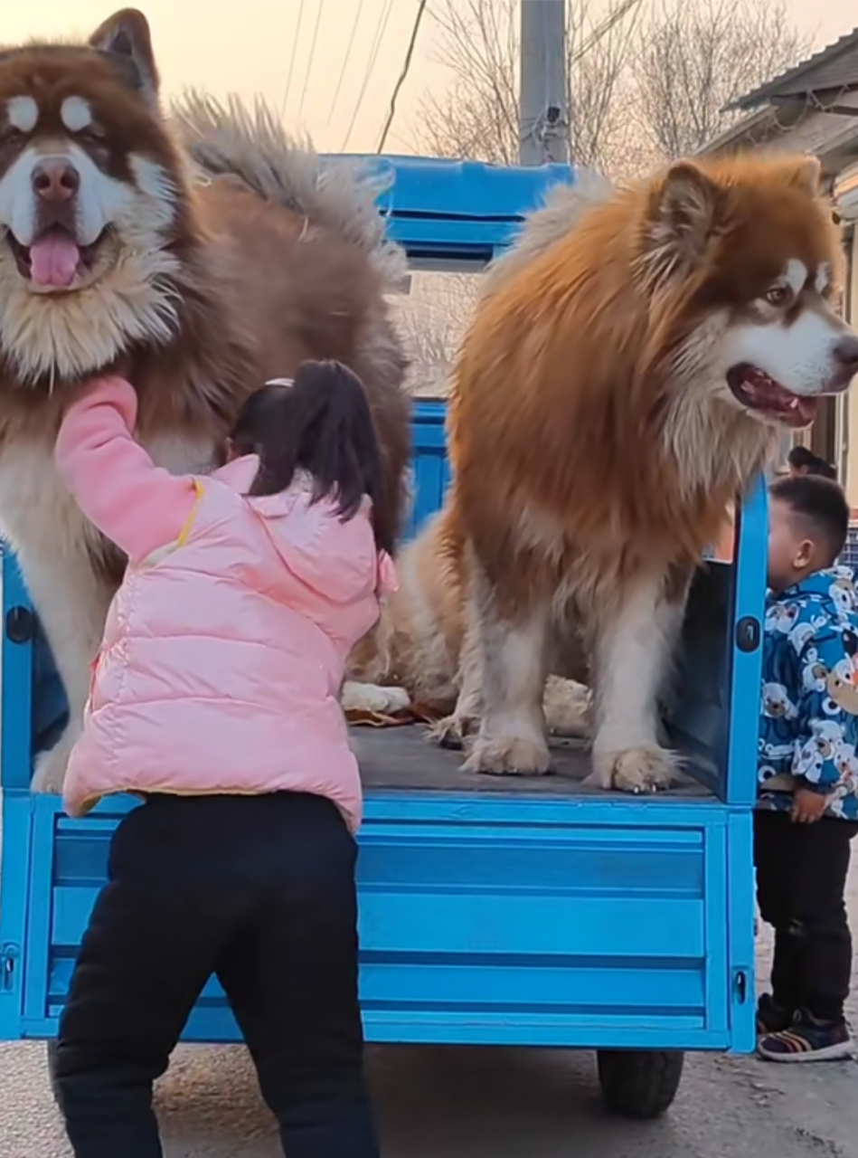 第一次见这么大只的阿拉斯加犬,怎么跟平常见的不一样呢!#狗狗