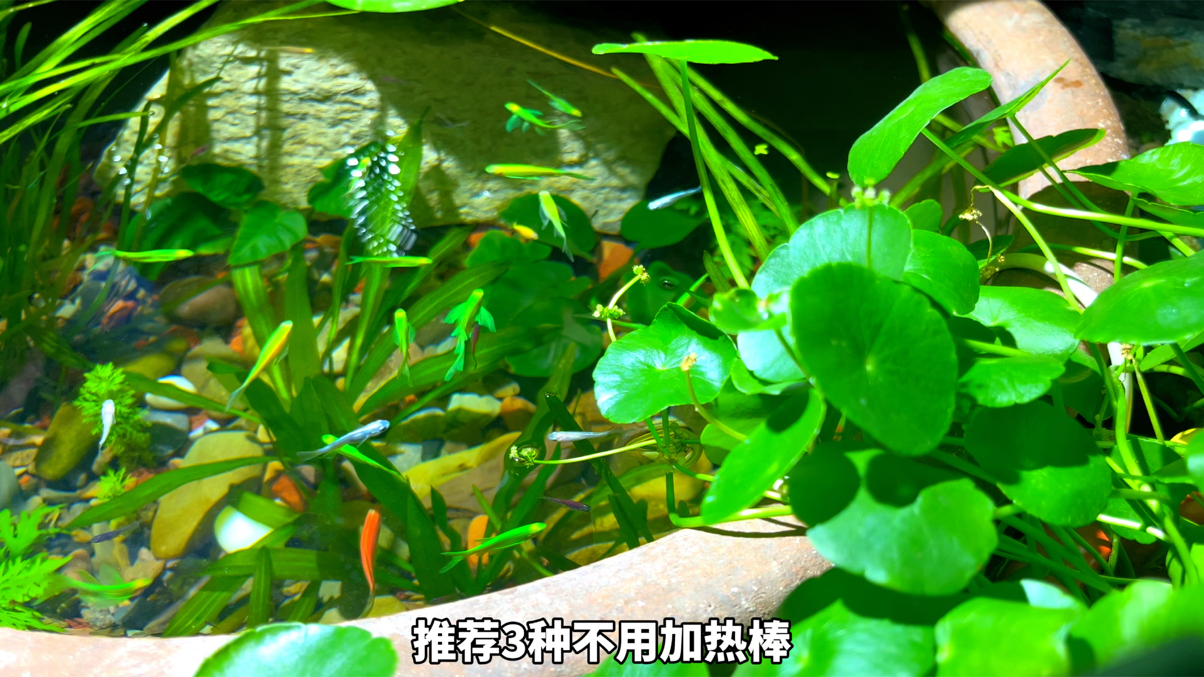 推荐3种不用加热棒，也能安全过冬的冷水鱼，而且好饲养颜值高