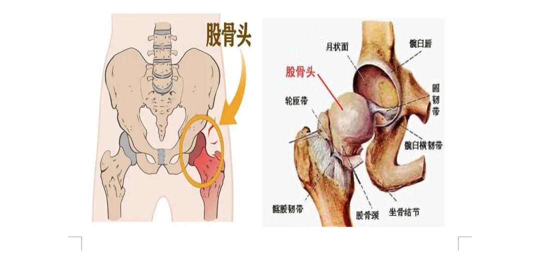 股骨头韧带 baijiahao.baidu.com