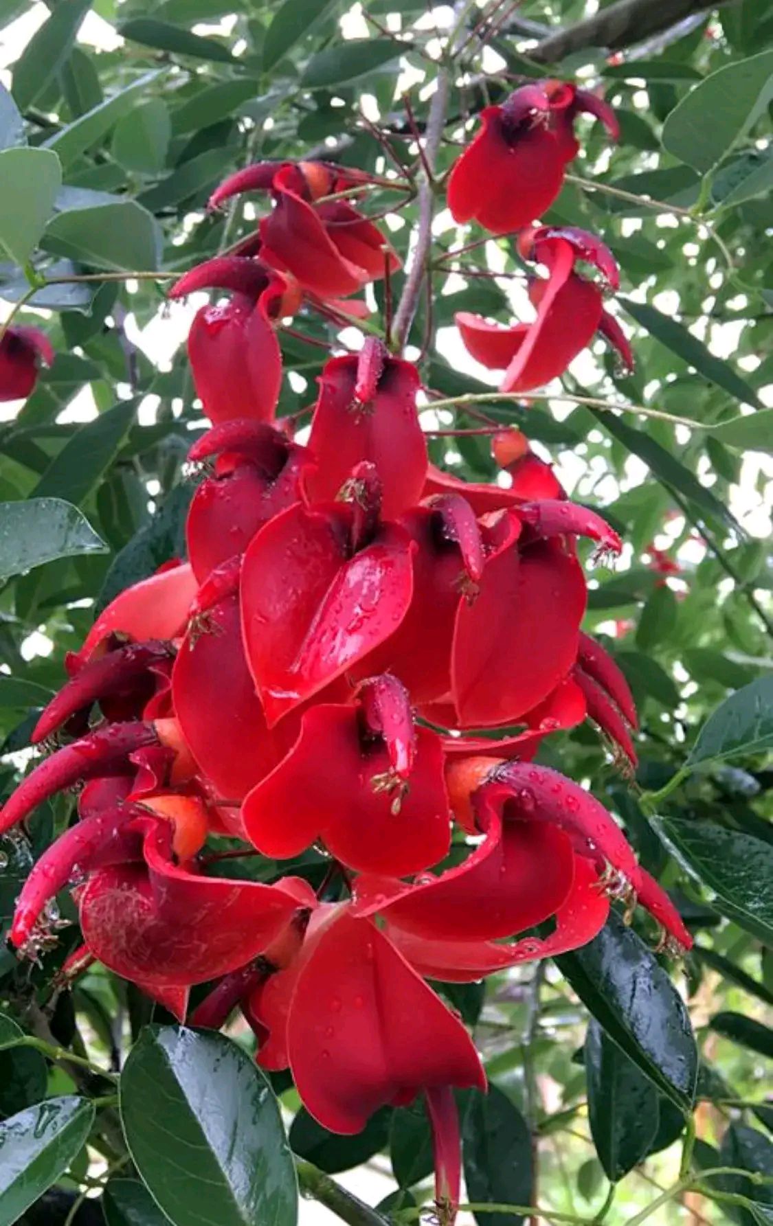 鸡冠树花开红艳艳