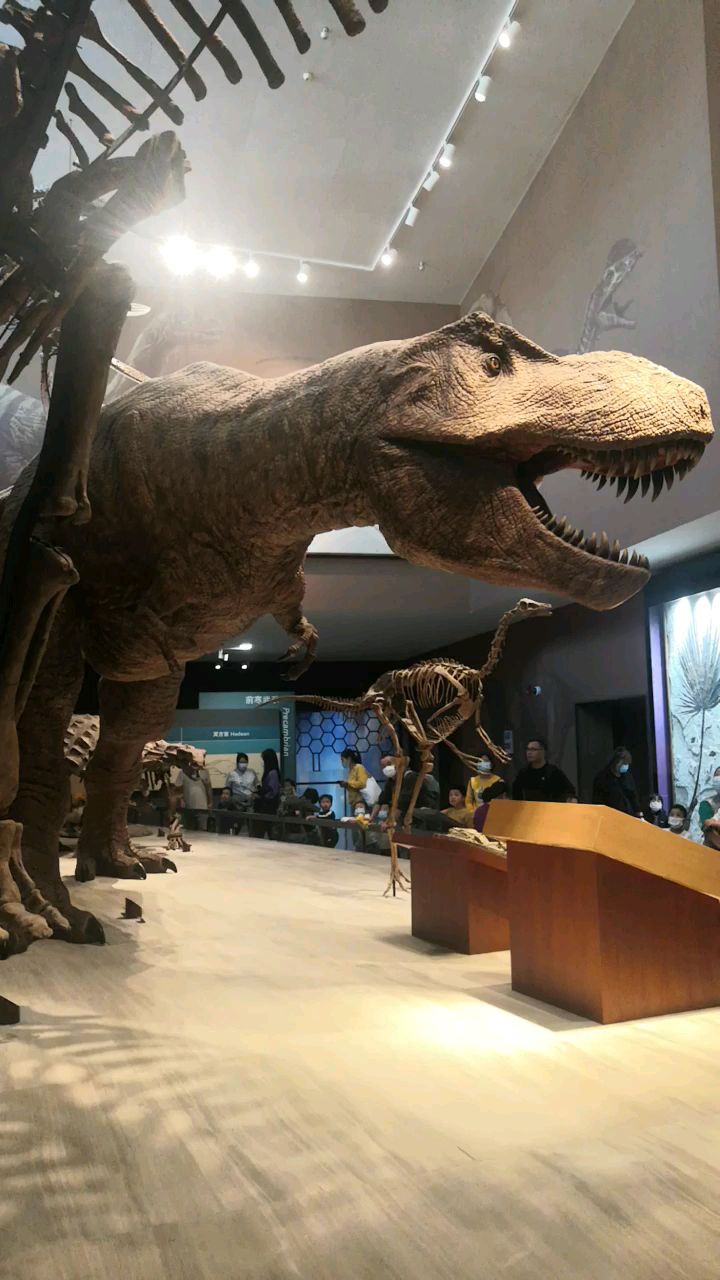 自然博物馆内暴龙
