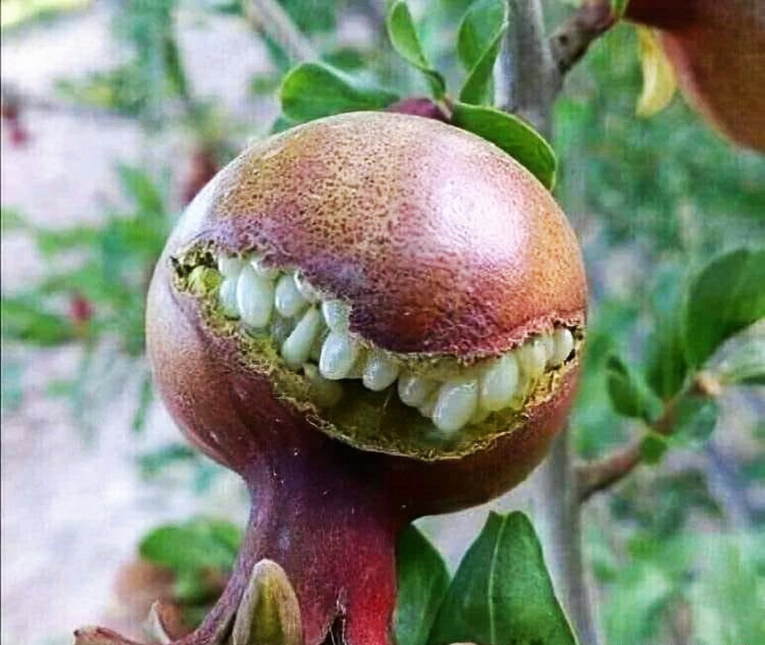 趣图搞笑# #植物趣图