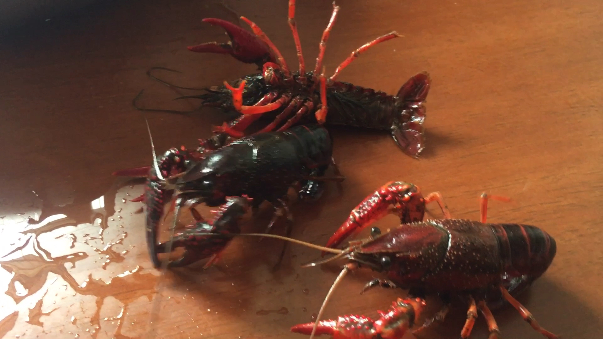 买回鲜活的小龙虾,怎样洗才干净,你洗对了吗