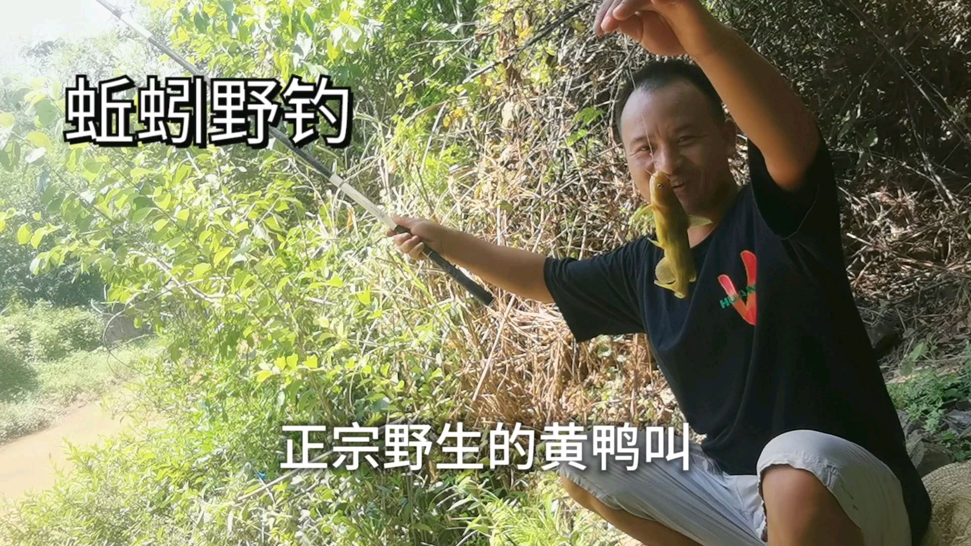 黄金钓位,蚯蚓野钓连竿上黄鸭叫,野生的黄鸭叫炖汤很好喝