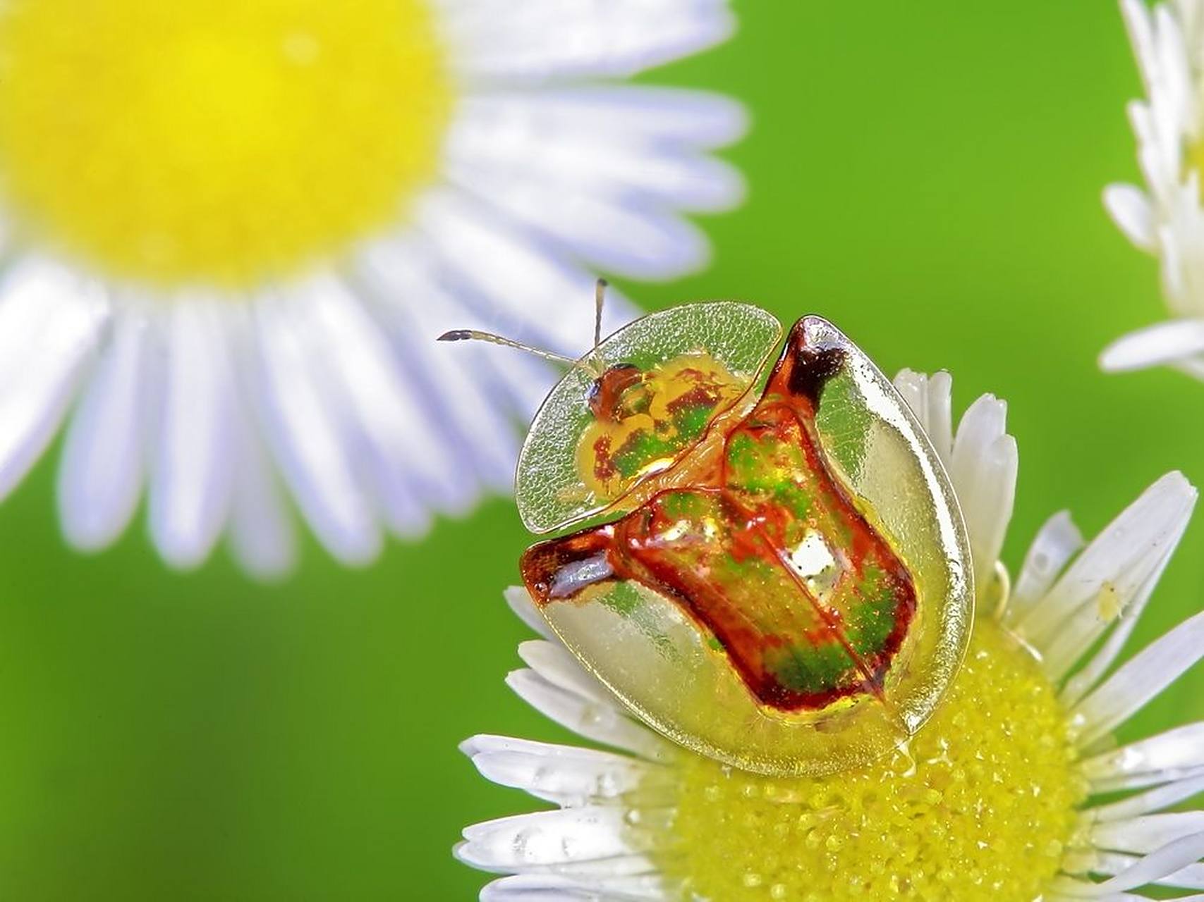 村民,在自己家门口溜达时,在野草的树叶上发现了3只通体金黄色的昆虫
