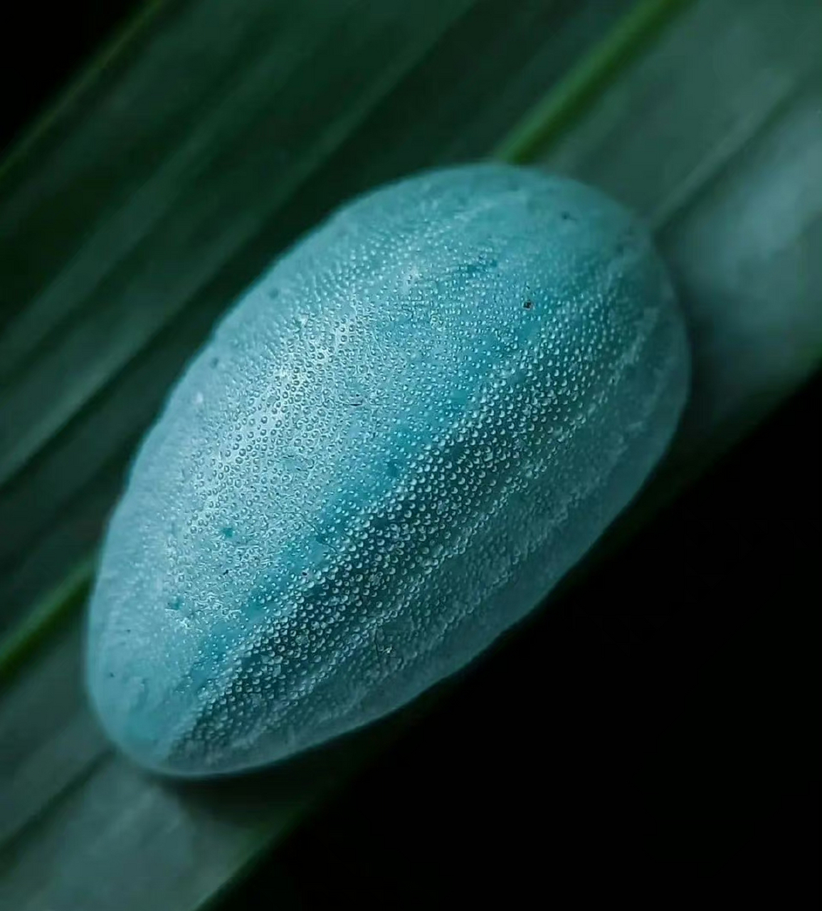 这是背刺蛾(belippa horrida)的幼虫,因为没有瘤刺(俗称毛,有毛的那种