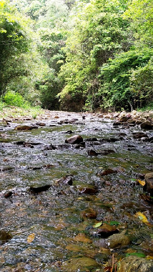 大山深处的小溪,溪水清澈见底,周边绿树成荫,风景如世外桃源-度小视