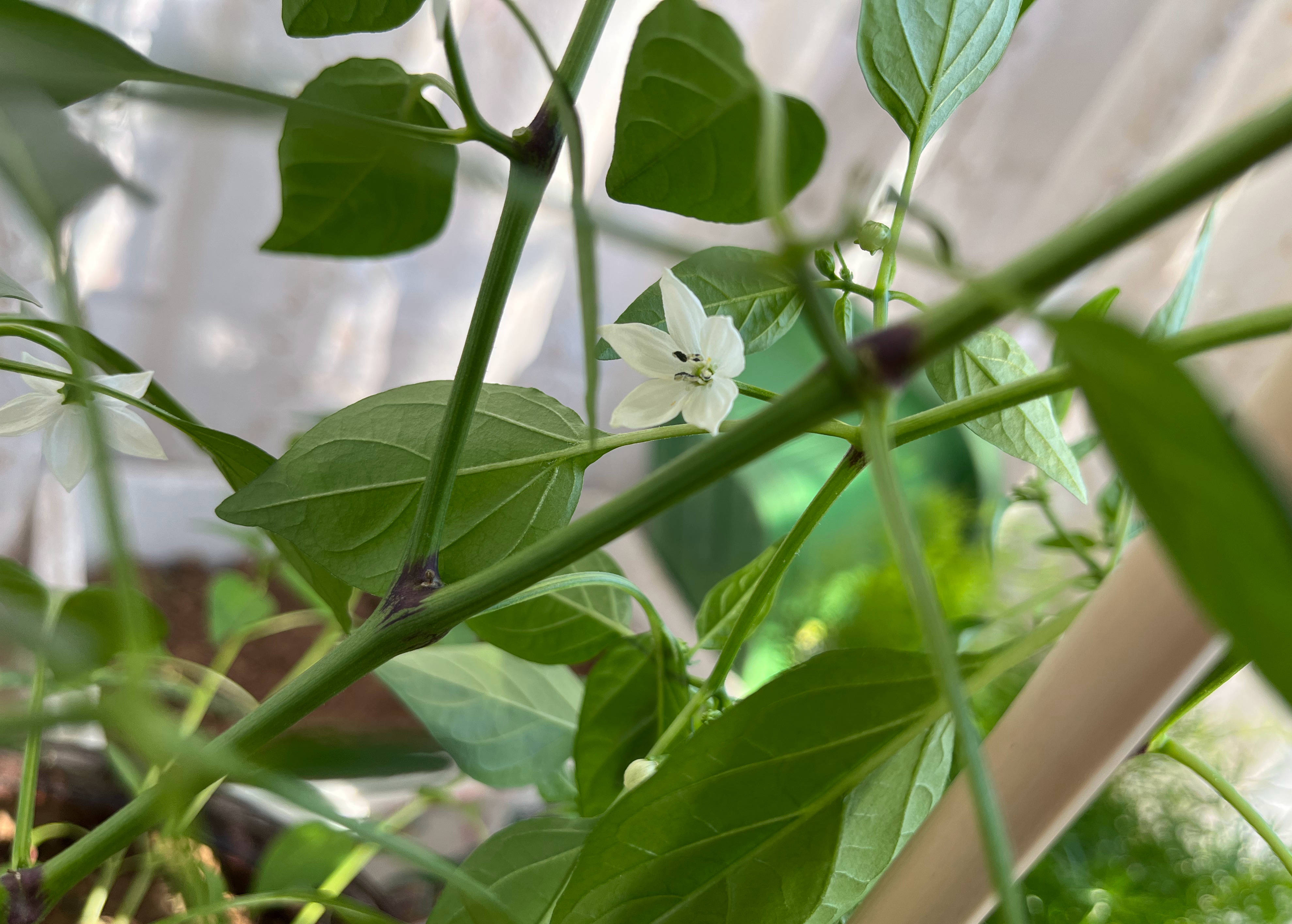 扔1个辣椒在花盆,发芽长大结果,满树辣椒吃不完,摘不停