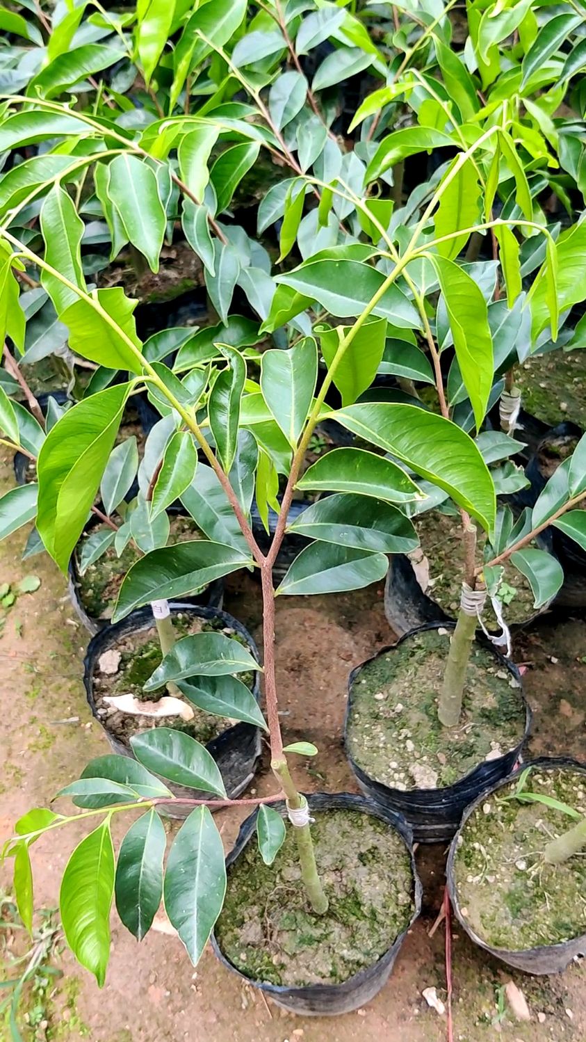 今年的新苗40公分高的白奇楠苗