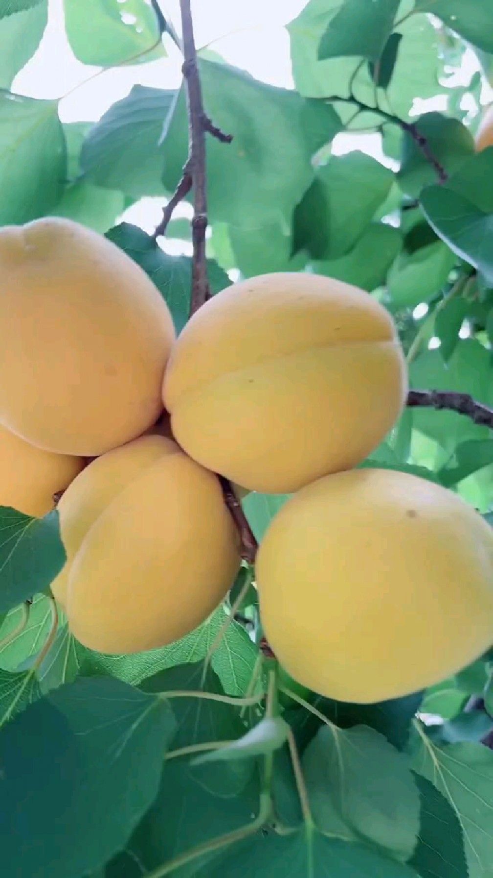 帝王大杏苗,产量高收益大,适合南北方种植