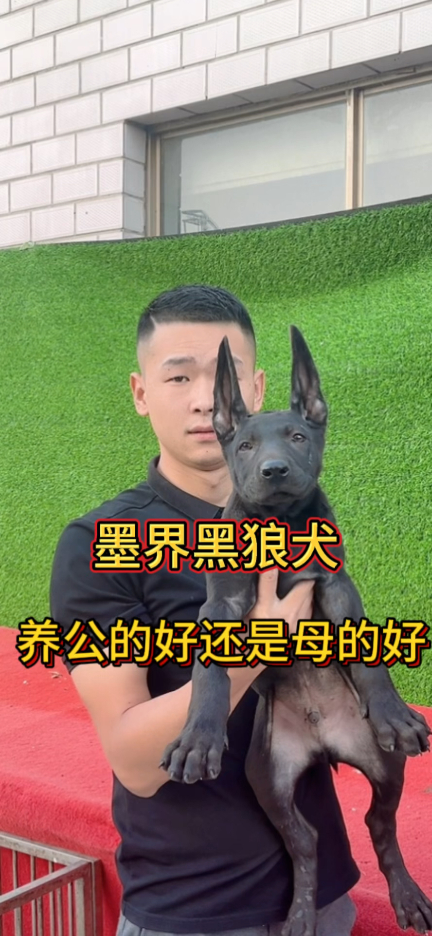 北方大型犬墨界黑狼犬