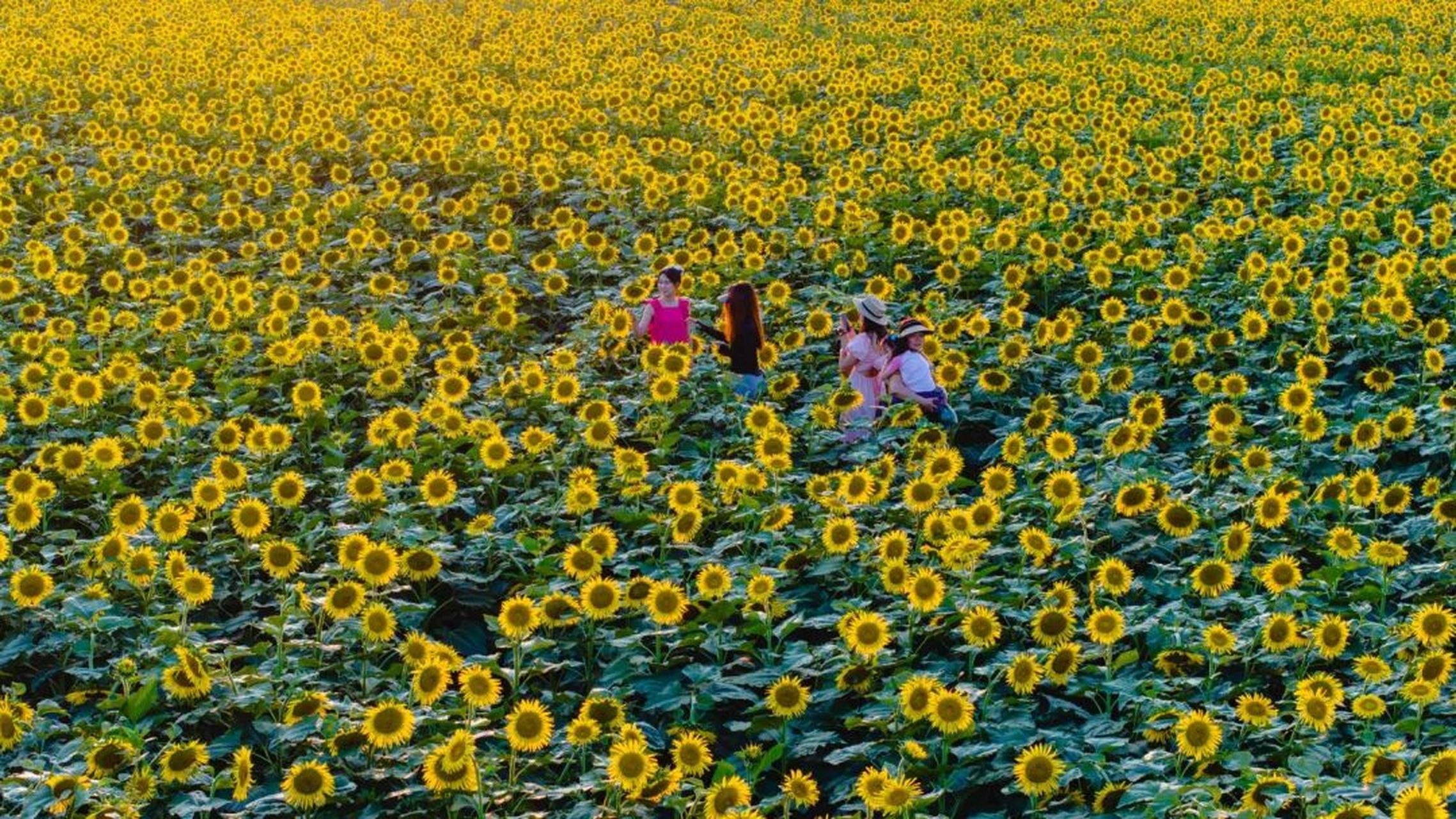 洛阳万安山舜耕智慧田园,孟津区白鹤镇,嵩县车村镇车村村,新安县南