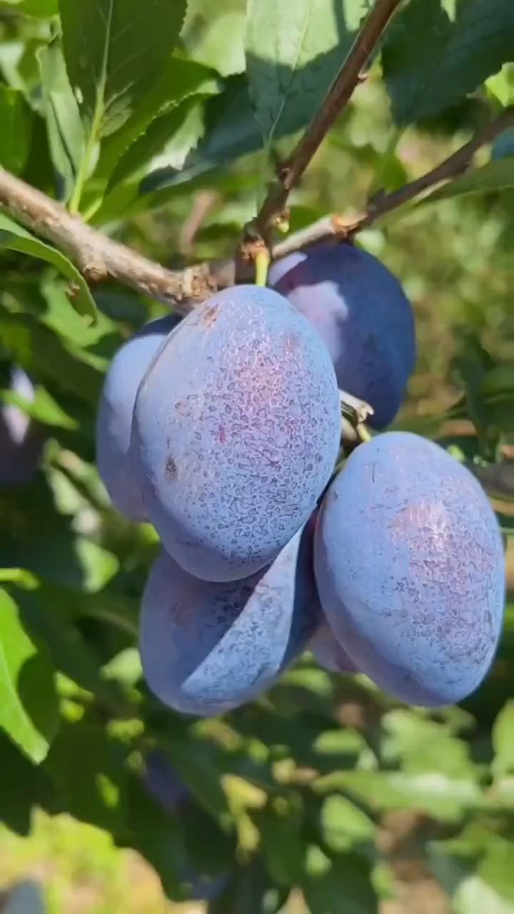 蓝蜜西梅树苗,口感纯甜,适合南北方种植