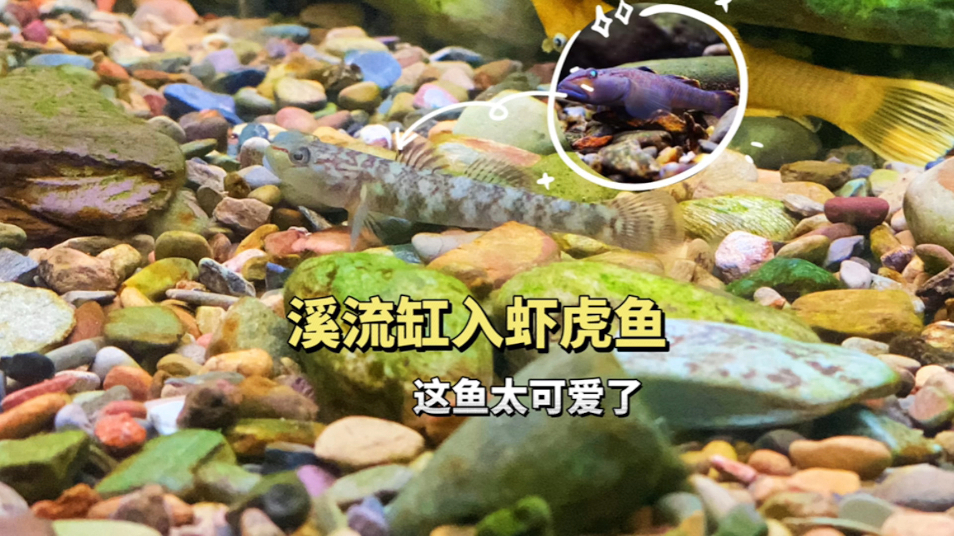 溪流原生缸入手虾虎鱼,这鱼太可爱了,很好养