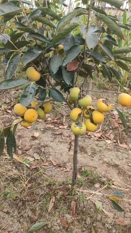 水果脆甜柿子树,产量高,生吃不涩,庭院种植柿子树-度小视