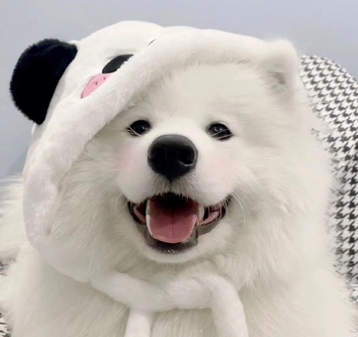 微笑天使萨摩耶! 养萨摩耶需要注意以下几点: 1.